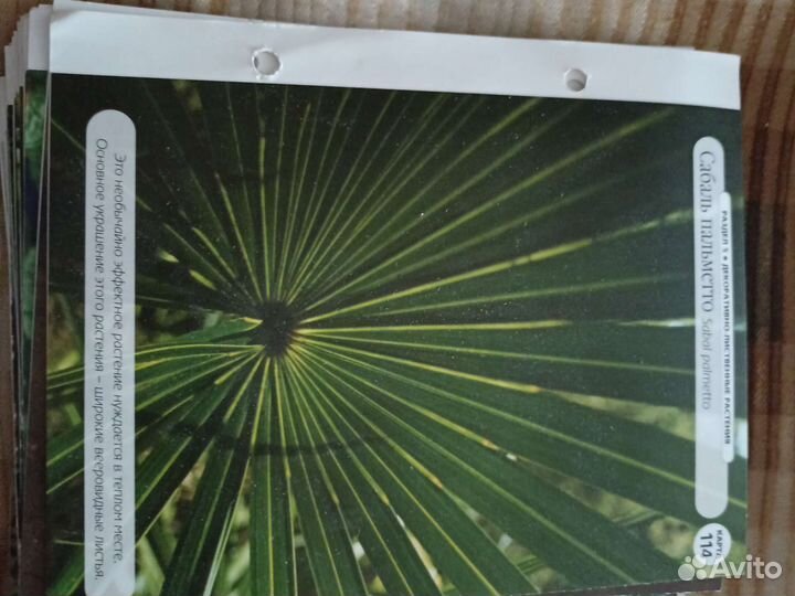 Альбом по цветам