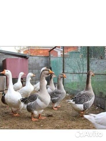 Инкубационное яйцо гусей Линда+ Холмогоры