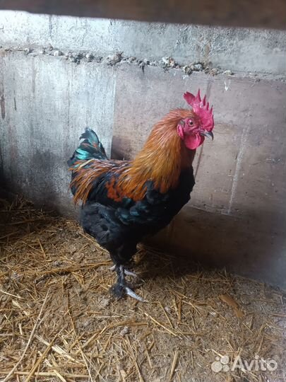 Петух маран