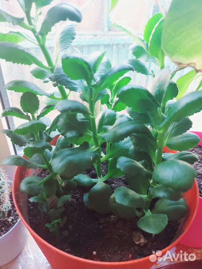 Комнатные цветы каланхоэ