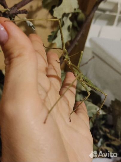 Палочник Аннамский детки