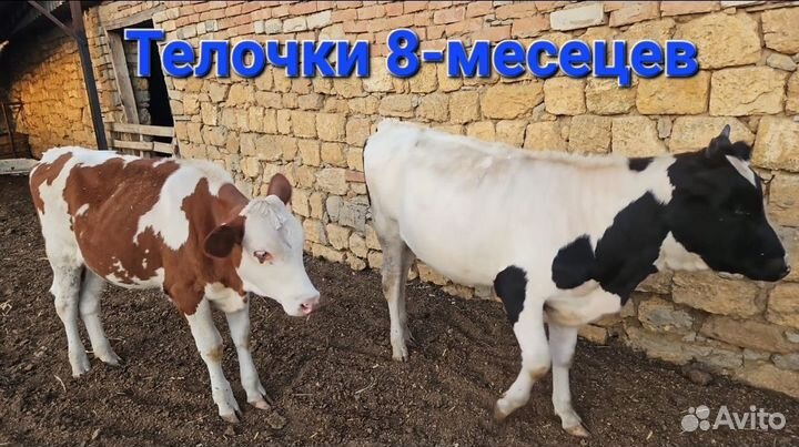 Телята, телочки