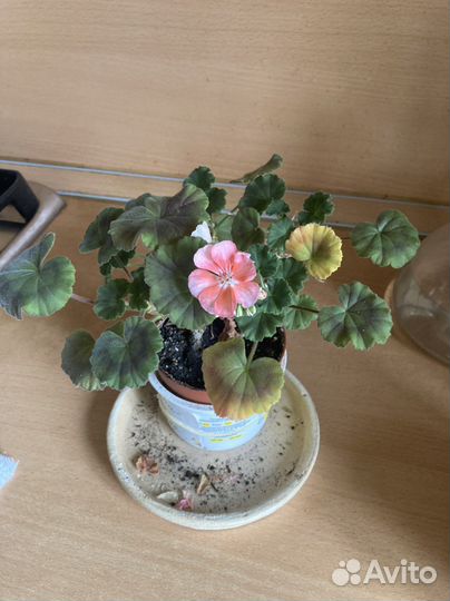 Комнатные цветы