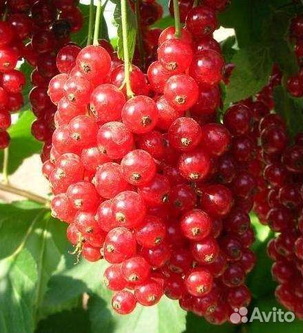 Саженцы Черной Смородины