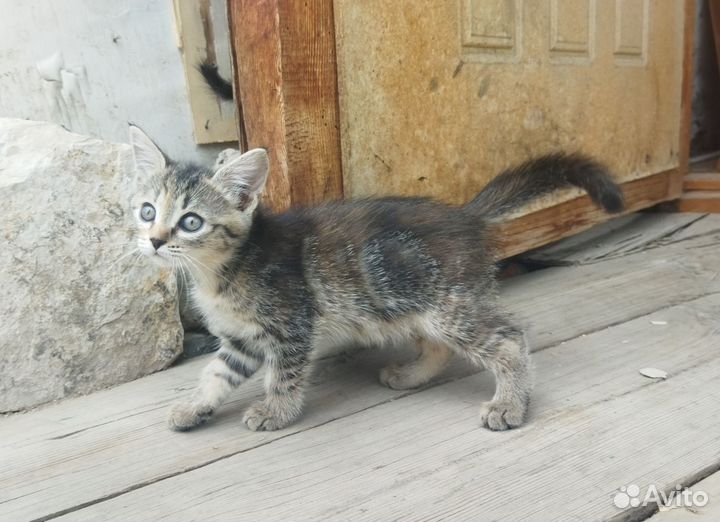 Кошки в добрые руки бесплатно