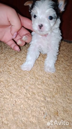 Щенки бивер Ерк