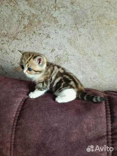 Британская (табби) кошечка