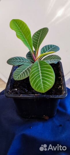 Молочай гребенчатый