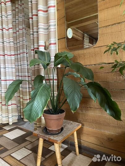 Фикус Молочай Спатифиллум
