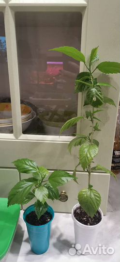 Гибискус Orange