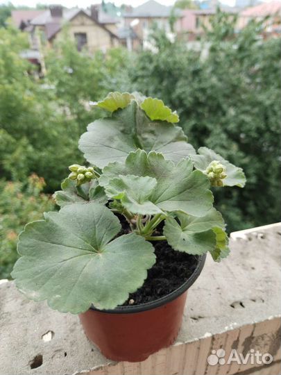 Пеларгония герань (коралловая)