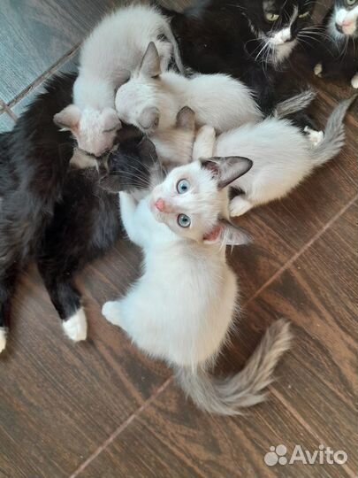 Котята в добрые руки