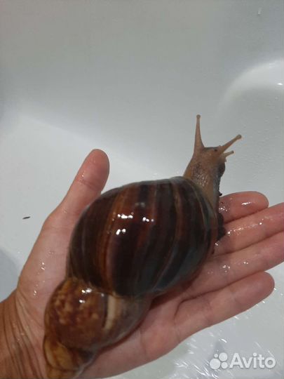 Улитки Ахатины