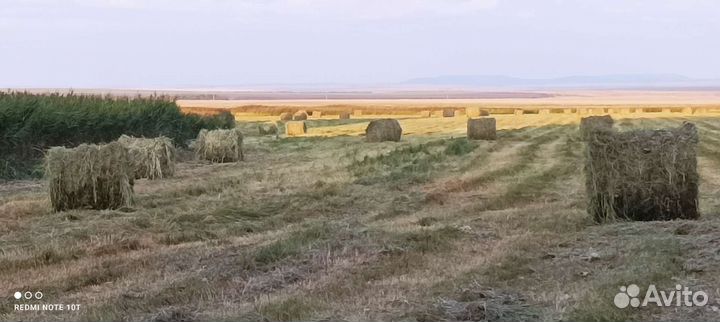 Продам сено в рулонах