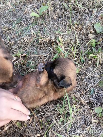 Собака в добрые руки отдам бесплатно