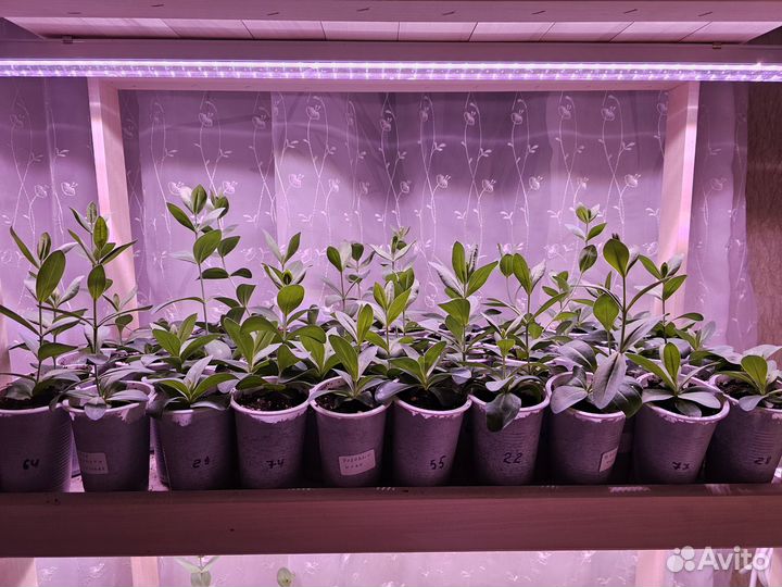 Эустома рассада