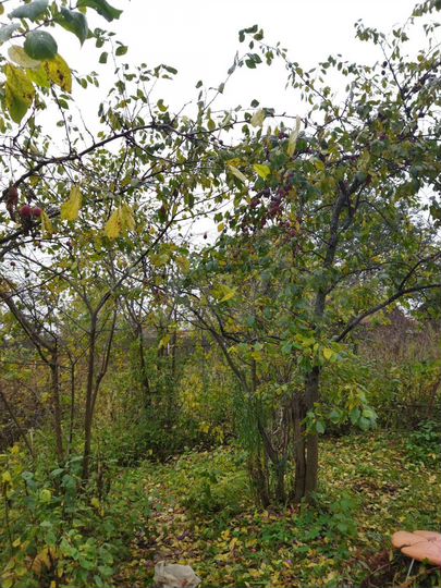 Дача 10 м² на участке 6 сот.