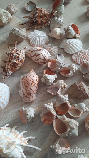 Морские ракушки раковины