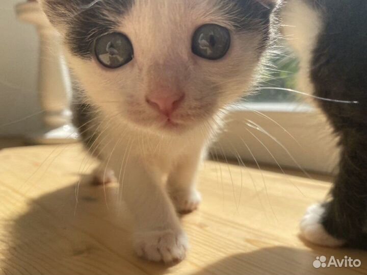 Котята ищут хозяев, отдаем в добрые руки
