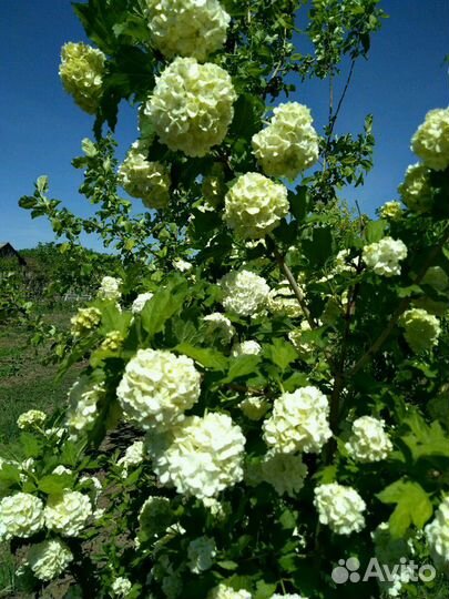 Многолетники и кустарники цветущие