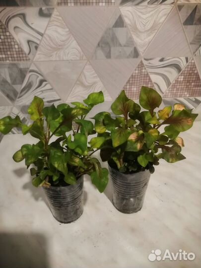 Альтернатера