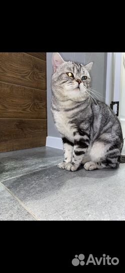 Шотландская