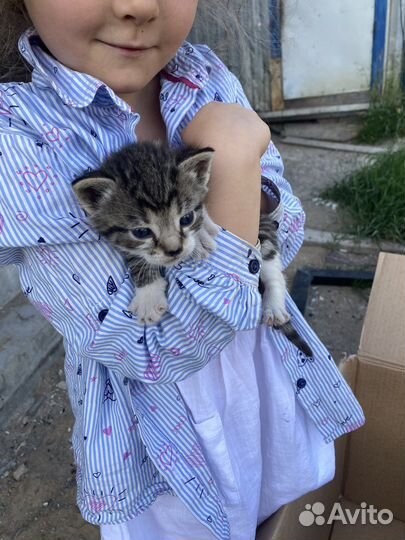 Котята чистые в добрые руки бесплатно