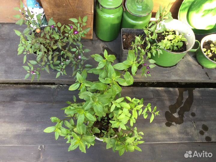 Перец комнатный острый, мята