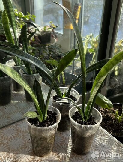 Сансевиерия, тещин язык