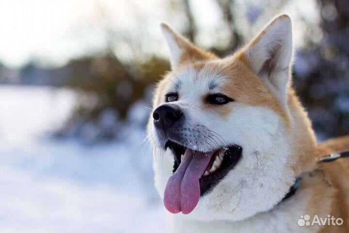 Ищем жениха