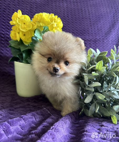 Шпиц щенки мини девочка и мальчик