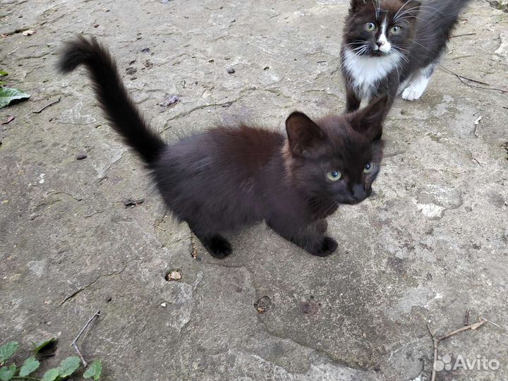 Котята отдам бесплатно