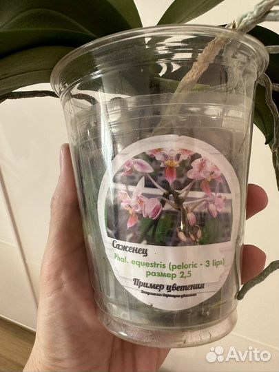 Орхидеи эквестрис трилипс