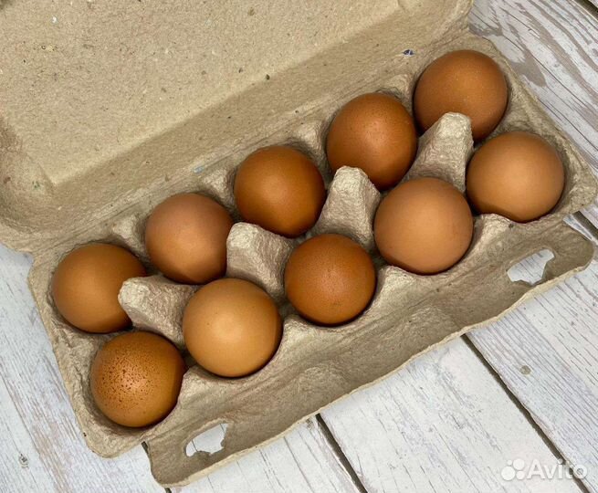 Домашние куриные яйца