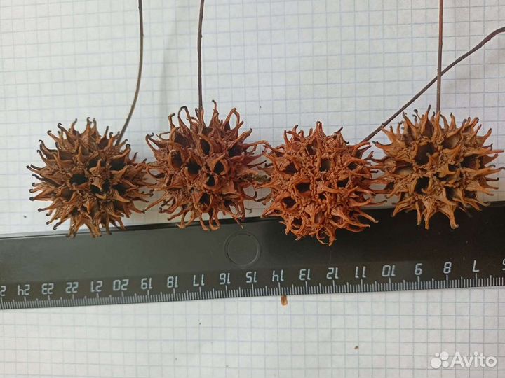 Шишки ликвидамбр