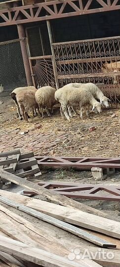 Овцы бараны