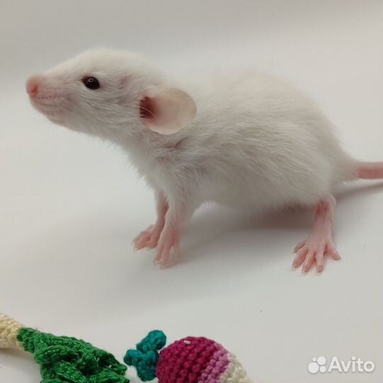 Декоративные крысята разных окрасов