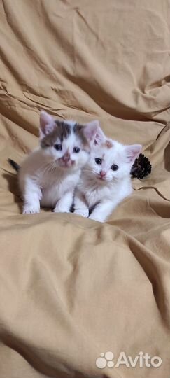 Котята
