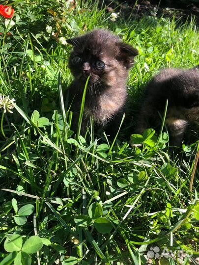 Шотландская вислоухая