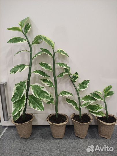 Педилантус комнатные растения