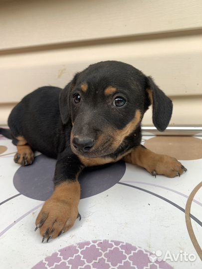 Метис той терьер