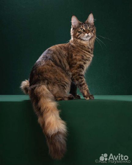 Ищем новый дом кошечке породы мейн-кун