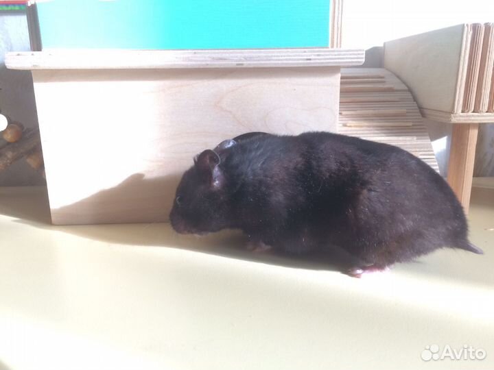 Сирийский хомяк