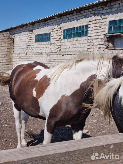 Продам лошадь (кобылу)