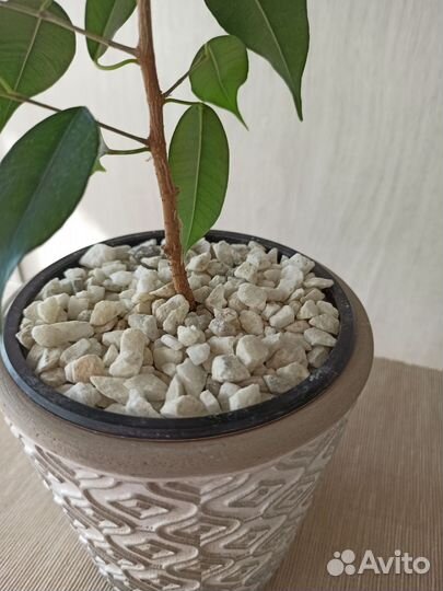 Фикус бенджамина