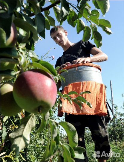 Работа Сборщиком яблок с проживанием