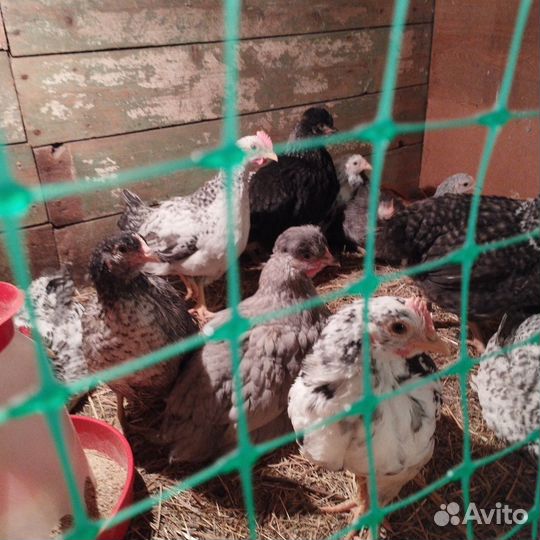 Яйцо инкубационное индоутки. Петушки породистые