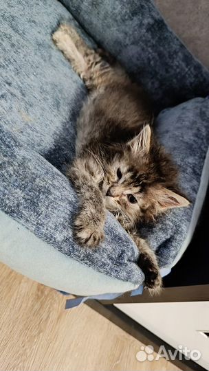 В добрые руки