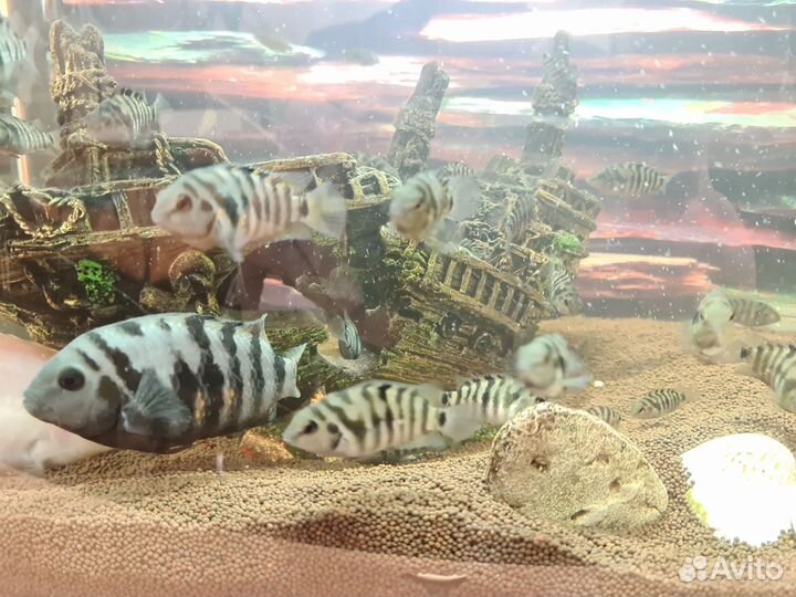 Малек цихлиды