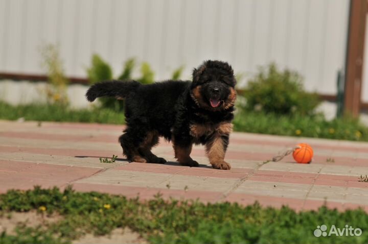 Длинношерстные щенки